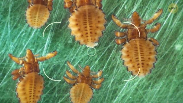 6 доисторических существ, которые каким-то образом до сих пор существуют смотреть онлайн