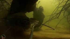 Огромные сомы в зимовальной яме. Подводная съемка. Big catfish  underwater