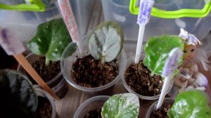 как поливать черенки фиалок  на укоренении