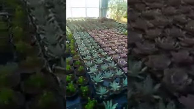 E' primavera....... смотреть онлайн