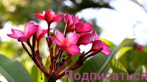 Почему у Пророка Мухаммад саллаллаху алейхи вассалам было 12 ЖЁН