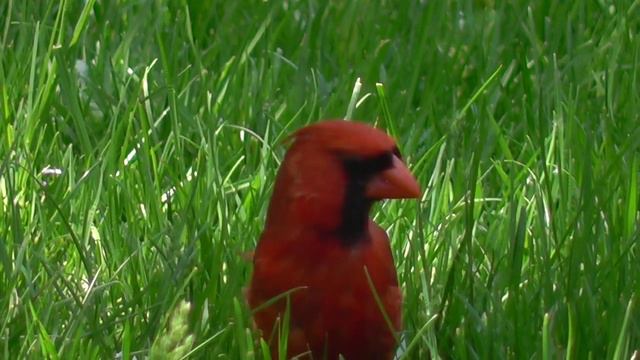 cardinalis смотреть онлайн