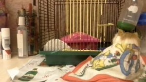 Чем можно и нельзя кормить джунгарского хомяка