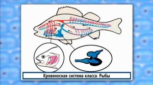 Филогенез Сердечно-сосудистой системы