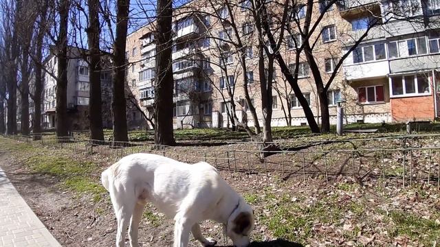 30.03.23 Алабай Булат гуляет по ул. Лагуновой смотреть онлайн