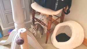 Котенок получил шок, когда неожиданно встретил папу кота