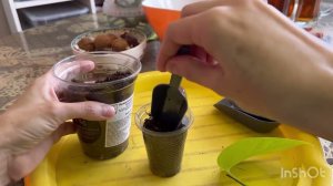 Посадка эпипремнума Неон. Размножение эпипремнума.