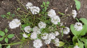 Allium Amplectens, Graceful Beauty - Bulbs for Fall Planting