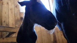 Родился жеребенок!!!! Событие на конюшне! Второй жеребенок 2019!)