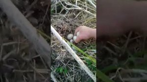 Дикая утка сделала гнездо по соседству с домом.