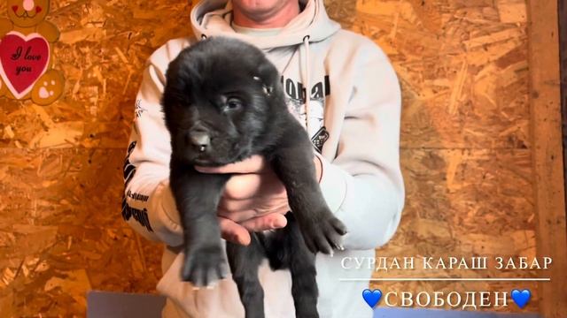 СУРДАН КАРАШ ЗАБАР 79201694289 WhatsApp