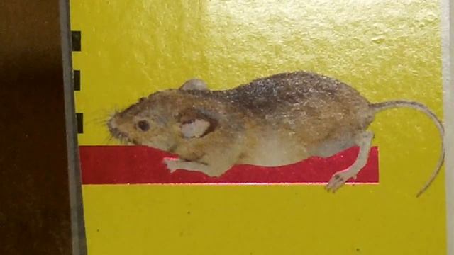 Rodent Block Garage Door Seal Pest Proof Bottom Seal смотреть онлайн