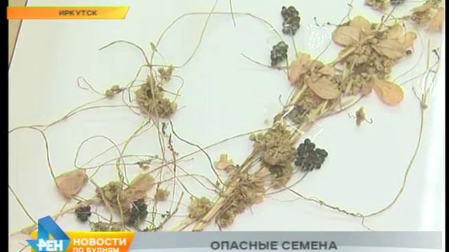 Россельхознадзор региона: опасными сорняками заражён каждый 50-ый пакетик с семенами