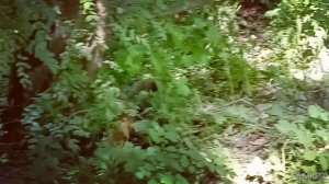 Рыжие проказницы.