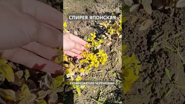 Обзор метода укоренения  спиреи японской (Spiraea japonica) в саду.