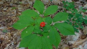 Как Выращивать  Женьшень Дома