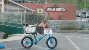 New Aarons's Animals Video Compilation 2020!