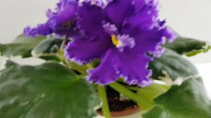 Сорт РС-Ловелас. Описание и особенности