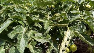 Томат Любимый.