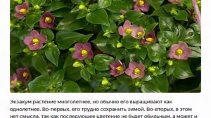 Экзакум - растение многолетнее