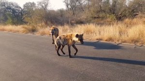 ГИЕНА против НЕМЕЦКОЙ ОВЧАРКИ ! КТО СИЛЬНЕЕ ?
