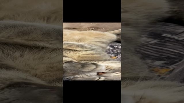 Пуша умывается / Pusha washes her face