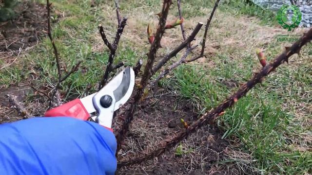 Обрезка парковых роз. Робуста. Хансаланд. смотреть онлайн