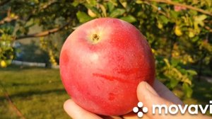 Сорт яблони Строевское, после заморозков.