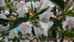 Вейгела цветущая Сьюзен (weigela florida) 🌿 вейгела Сьюзен обзор: как сажать саженцы вейгелы Сьюзен