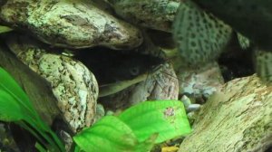 Сом Павлиний глаз совместимость и содержание. Сомы в аквариуме.