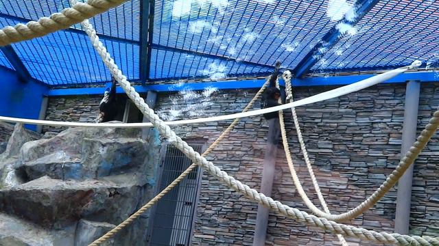 Филя и Люся. Новосибирский зоопарк смотреть онлайн