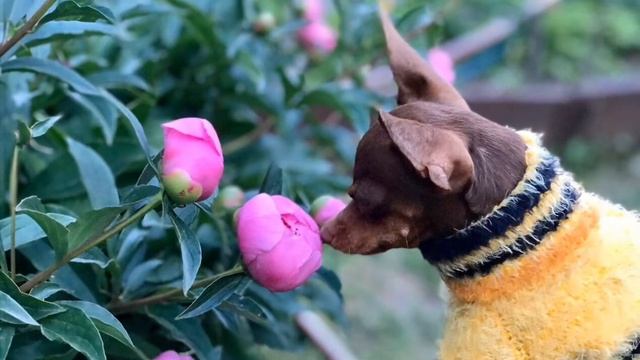 Русский той Любаша в роли пчёлки смотреть онлайн