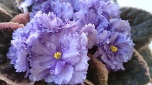 Голубая пестролистная фиалка Opus One. Фиалки в СПб.