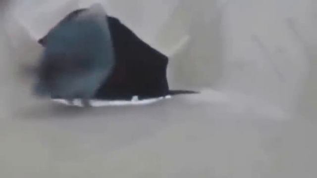 Самое смешное видео про животных
