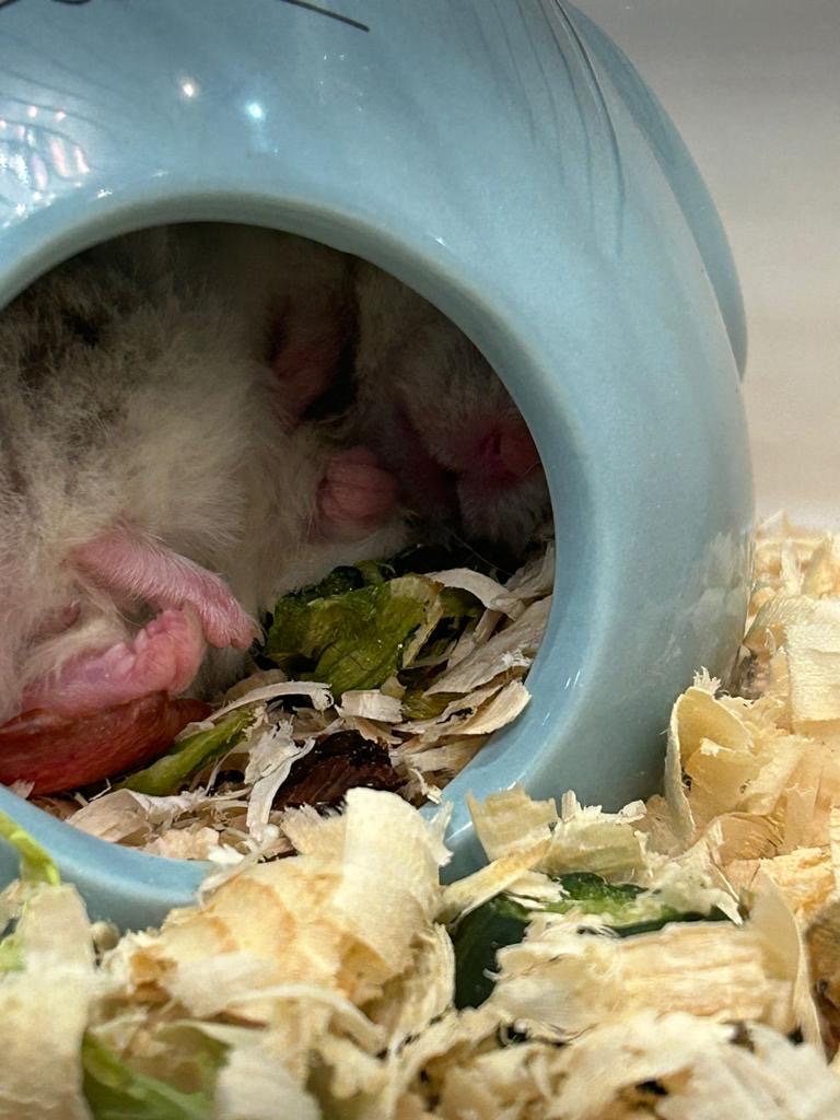 Купили хомяка для дочери. Жена тискает хомяка. смотреть онлайн