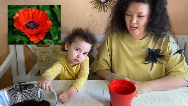 Как посадить ананас дома/Малыш Ананас будет расти в Сибири/MASHA DREAMS смотреть онлайн