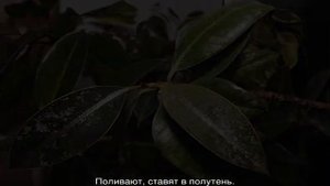 Цветок эсхинантус — уход в домашних условиях и размножение