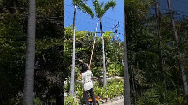 How to prune a tall palm tree🌴 #letstravelandbekind #travel #indonesia #bali #gardening #trending