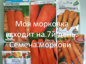 Моя морковка  всходит на 7й день. // Семена моркови