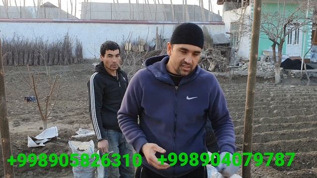 #павлония. 20.000 та М1 навли павловния илдиз каламчаларидан Маргилон шахрига йетказиб бердик.... смотреть онлайн