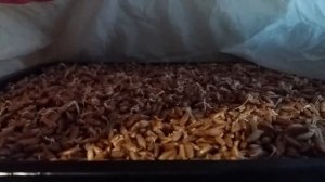 Как вырастить траву для кур несушек.