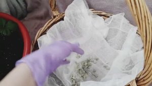 Земляника?на Балконе. Высадка на постоянное место