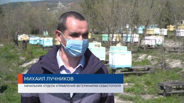 В Севастополе ветеринары обследуют пчелиные пасеки
