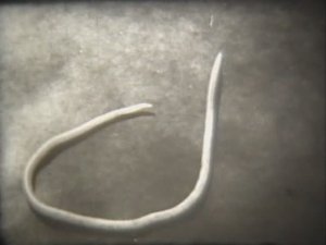 Биология. Животные. От бактерий до насекомых. Аскарида