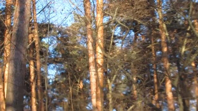 СНЕЖНЫЙ ЛЕС! приятная прогулка.