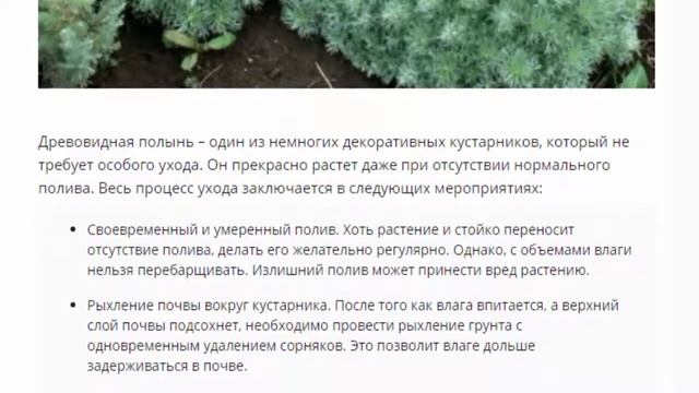 Полынь древовидная, посадка и уход