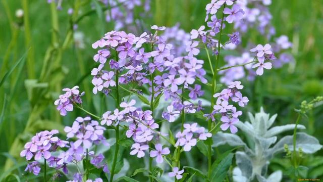 Матіоли Ukrainian Retro Богдан Весоловський смотреть онлайн