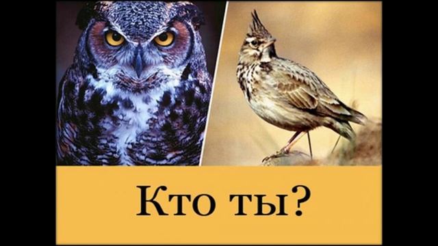 Совы или жаворонки: топ знаков зодиака смотреть онлайн
