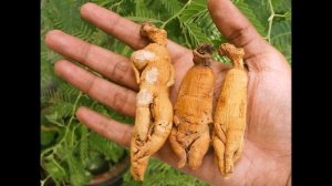 Что такое "корень жизни"? Почему столь высоко ценится женьшень и лекарства из него