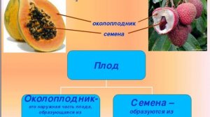 Естествознание "Какие этапы развития бывают у растений"